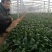 大叶菠菜20~25厘米