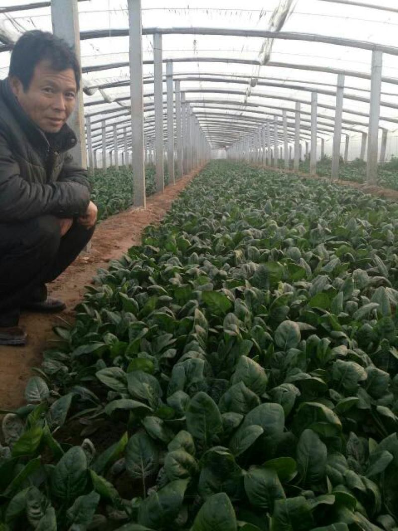 大叶菠菜20~25厘米