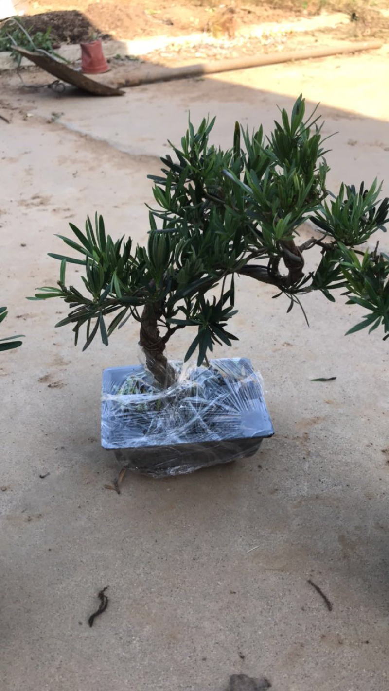 造型罗汉松盆景含盆包邮