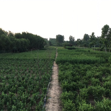 大叶黄杨30-40公分