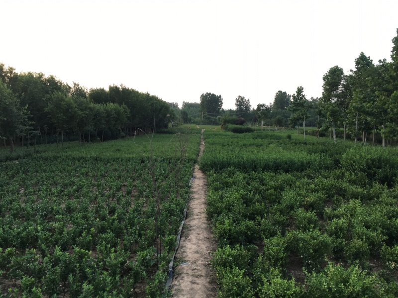 大叶黄杨30-40公分