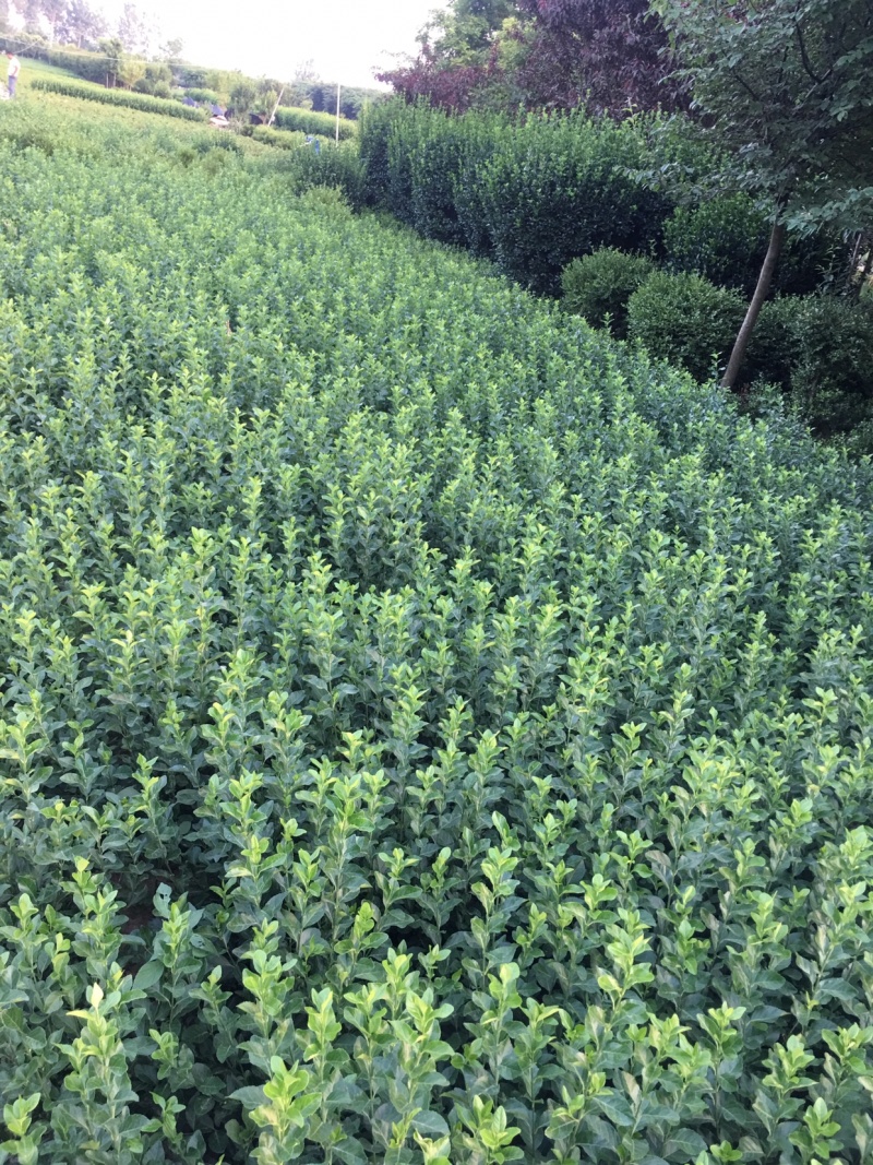 大叶黄杨30-40公分