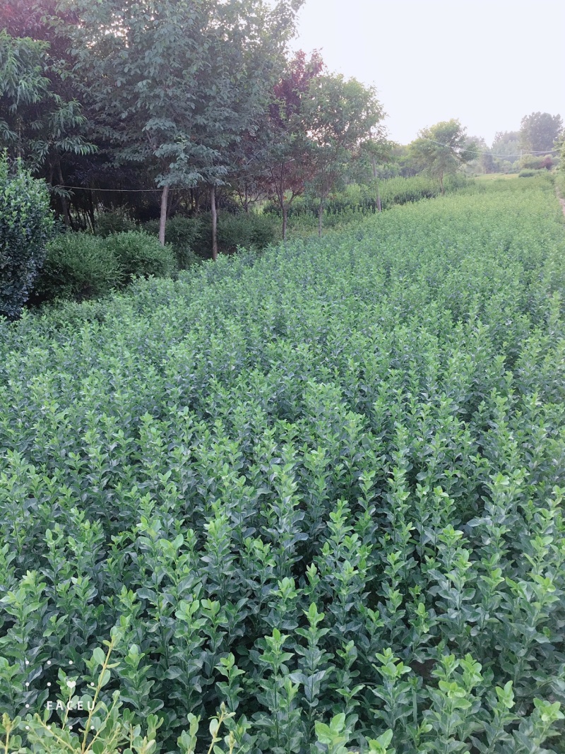 大叶黄杨30-40公分