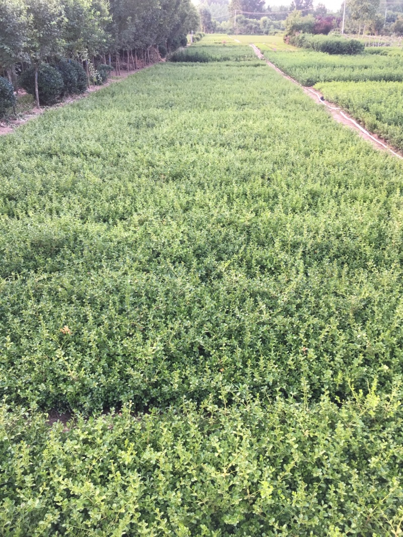 大叶黄杨30-40公分