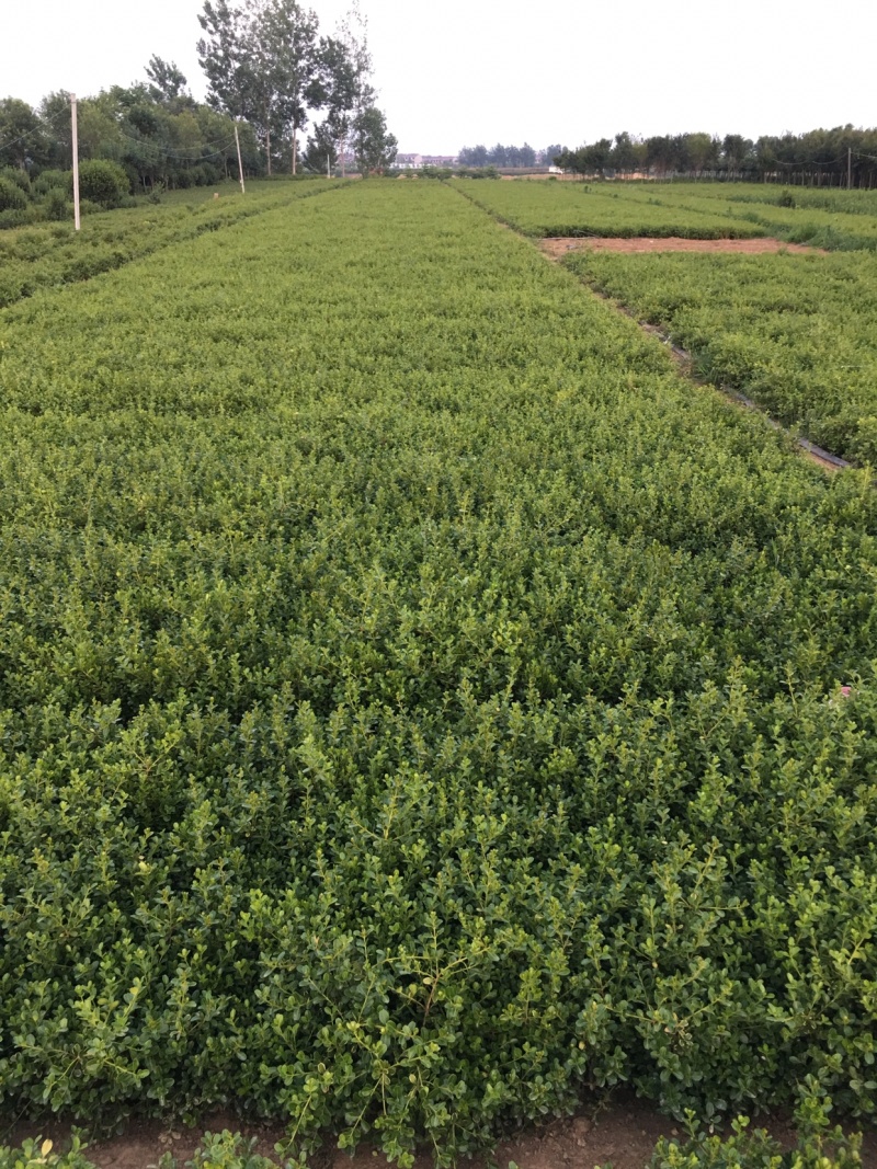 小叶黄杨球