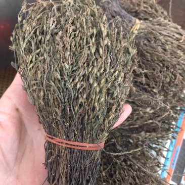 独脚金广西野生短硬杆独脚金青绿色非进口越南缅甸东南