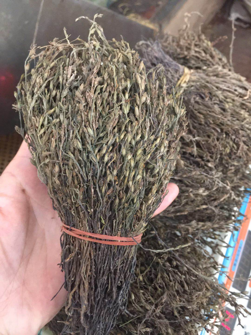 独脚金广西野生短硬杆独脚金青绿色非进口越南缅甸东南