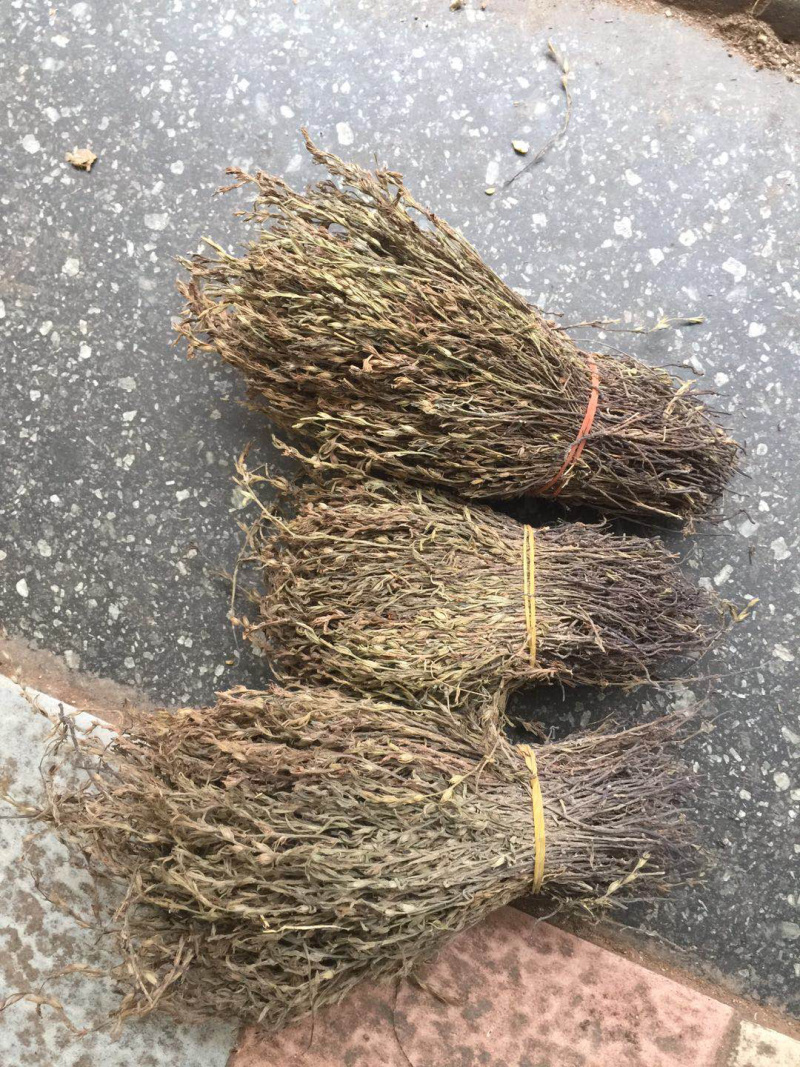 独脚金广西野生短硬杆独脚金青绿色非进口越南缅甸东南