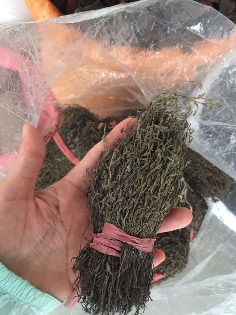 独脚金广西野生短硬杆独脚金青绿色非进口越南缅甸东南