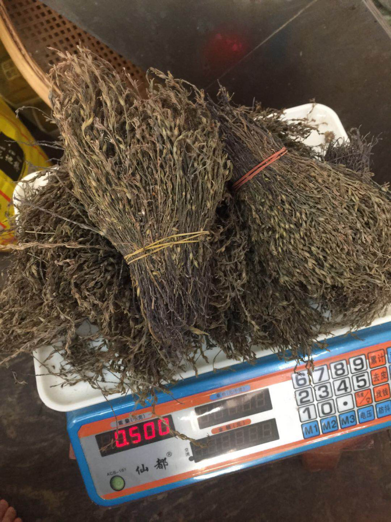 独脚金广西野生短硬杆独脚金青绿色非进口越南缅甸东南