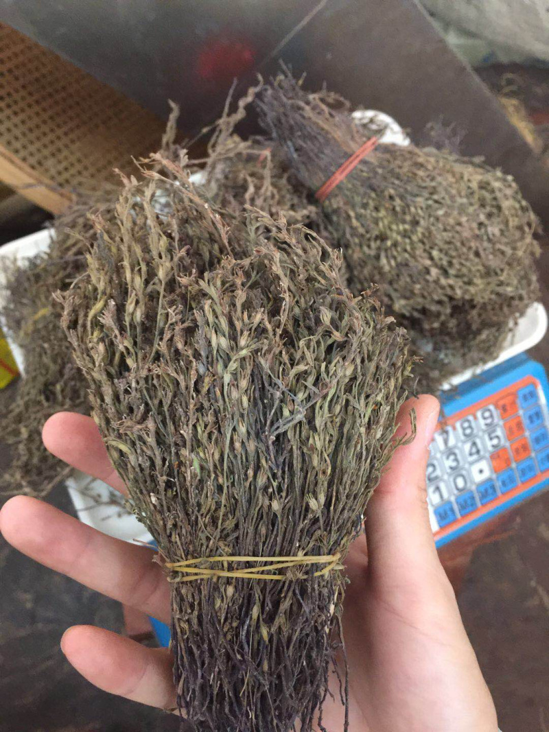 独脚金广西野生短硬杆独脚金青绿色非进口越南缅甸东南