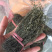 独脚金广西野生短硬杆独脚金青绿色非进口越南缅甸东南
