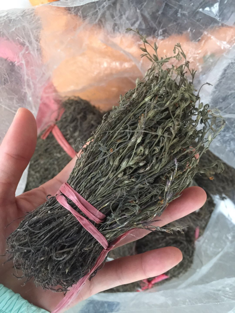 独脚金广西野生短硬杆独脚金青绿色非进口越南缅甸东南