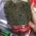 独脚金广西野生短硬杆独脚金青绿色非进口越南缅甸东南