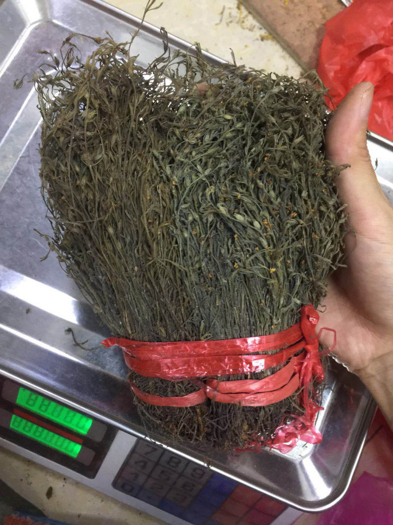 独脚金广西野生短硬杆独脚金青绿色非进口越南缅甸东南