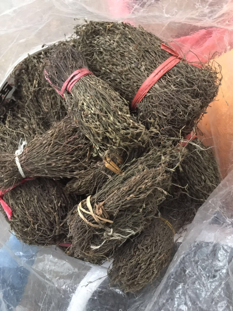 独脚金广西野生短硬杆独脚金青绿色非进口越南缅甸东南