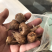 香雪兰/小苍兰种球籽球大量供应切花盆栽繁育