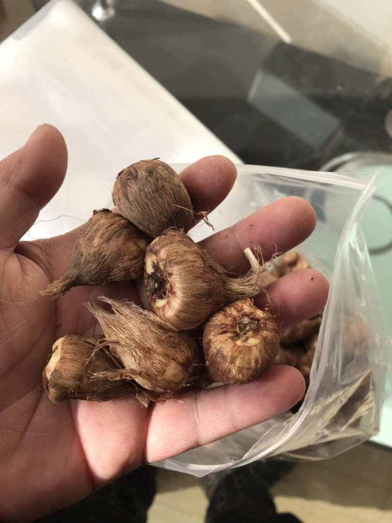 香雪兰/小苍兰种球籽球大量供应切花盆栽繁育