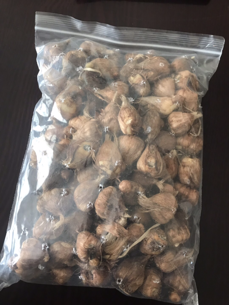 香雪兰/小苍兰种球籽球大量供应切花盆栽繁育