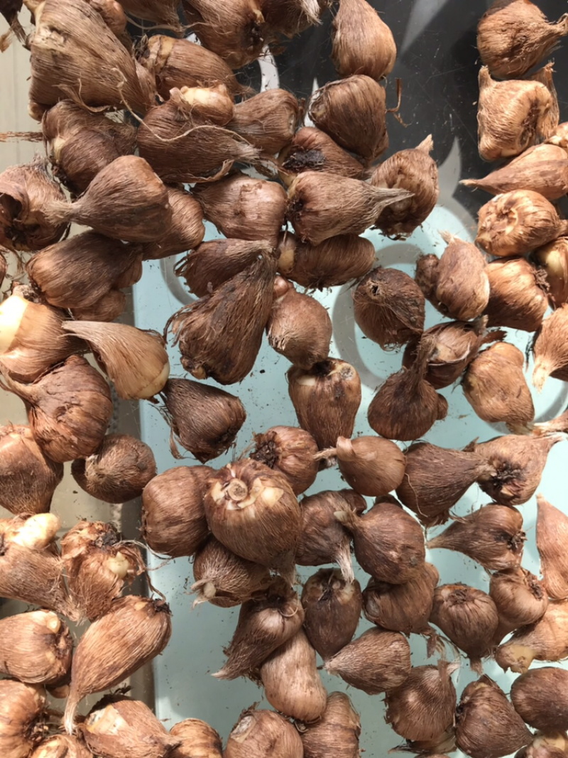 香雪兰/小苍兰种球籽球大量供应切花盆栽繁育