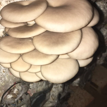 小平菇，新鲜蘑菇，