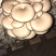 小平菇，新鲜蘑菇，