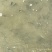 鲫鱼苗3~5公分