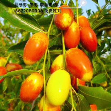 马牙枣冬枣