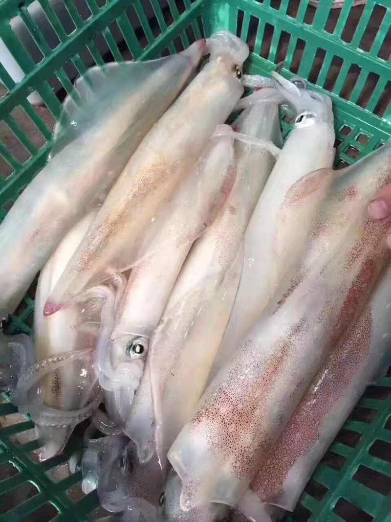 手钓鱿鱼（火箭筒），单冻