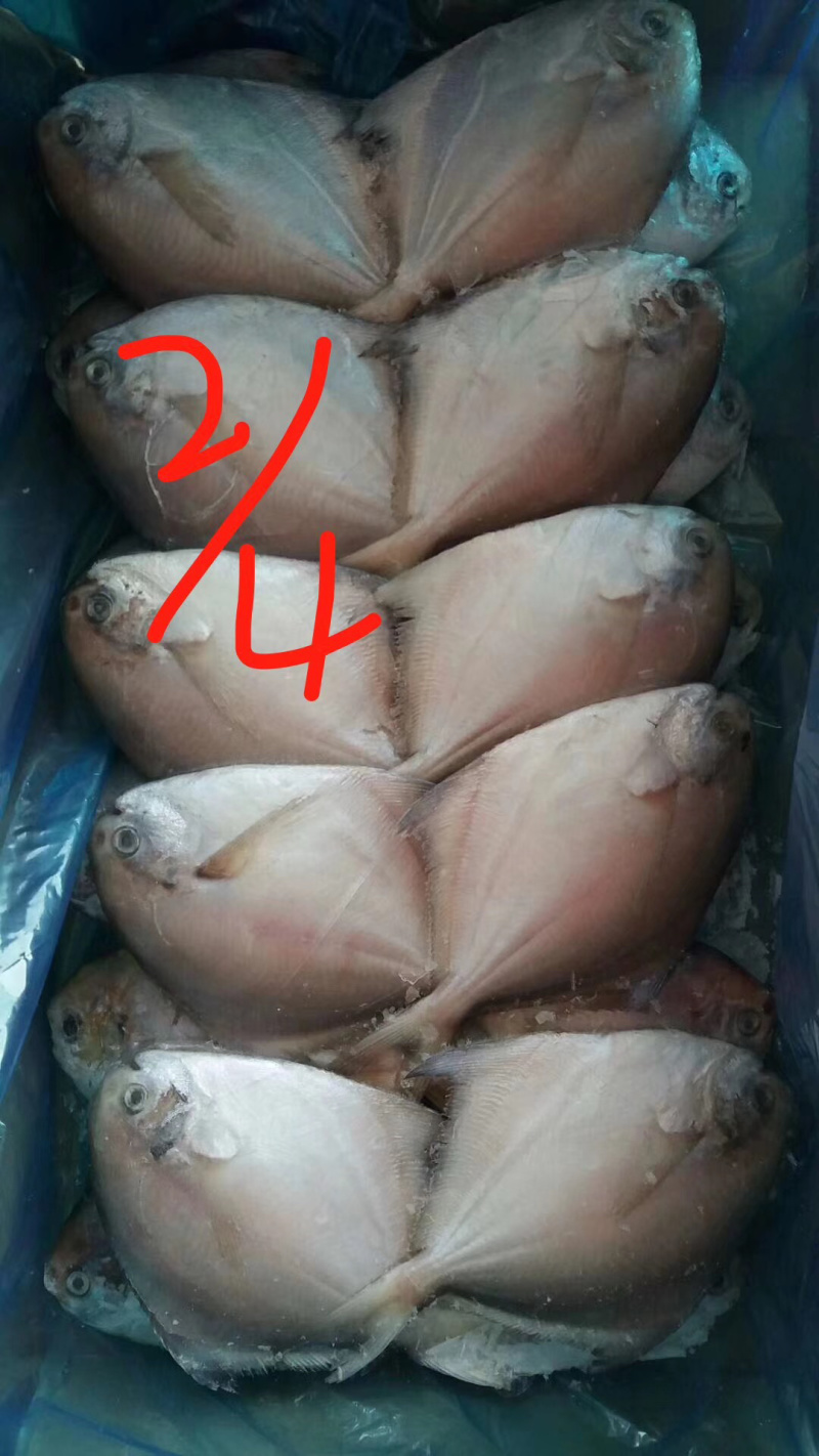 船冻鲳鱼
