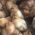 海兰褐多蛋鸡苗出壳苗质量保证，全国托运