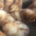 海兰褐多蛋鸡苗出壳苗质量保证，全国托运
