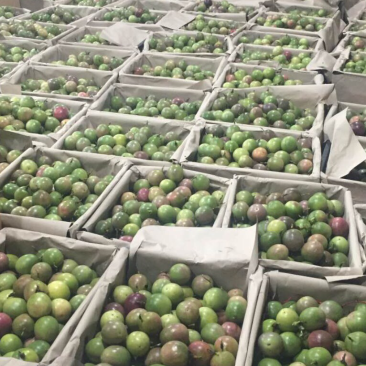 紫香新鲜百香果大量上市