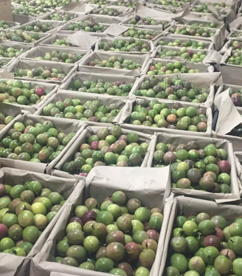紫香新鲜百香果大量上市