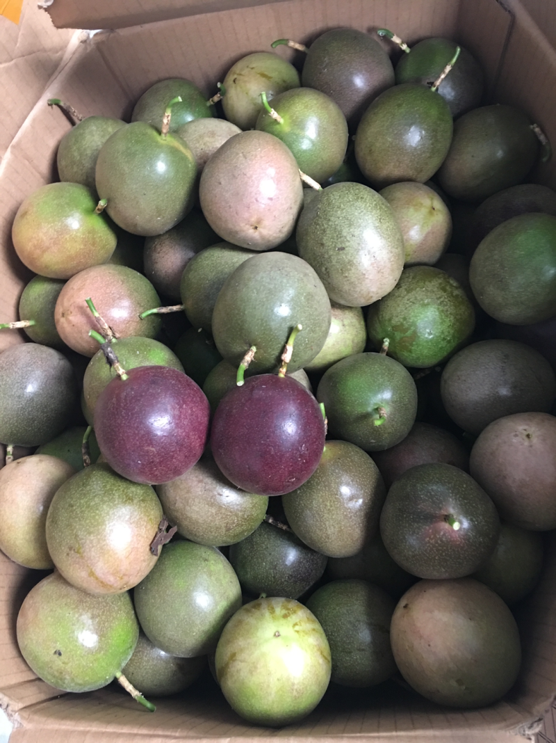 紫香新鲜百香果大量上市