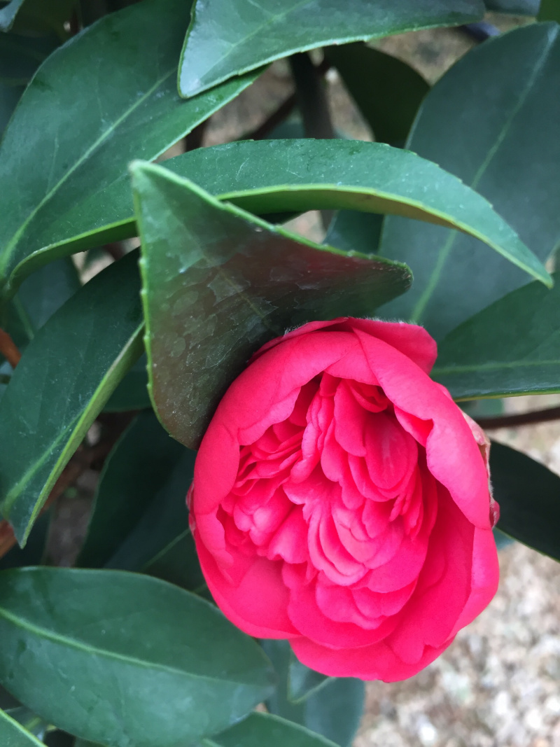 夏梦衍平四季茶花四季开花盆栽新品种重瓣带花苞好养耐寒