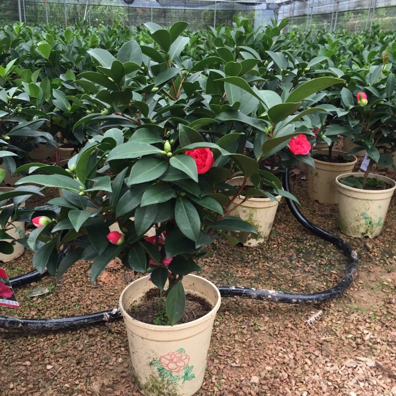 夏梦衍平四季茶花四季开花盆栽新品种重瓣带花苞好养耐寒