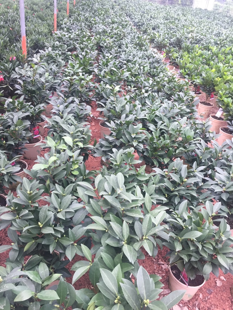 夏梦衍平四季茶花四季开花盆栽新品种重瓣带花苞好养耐寒