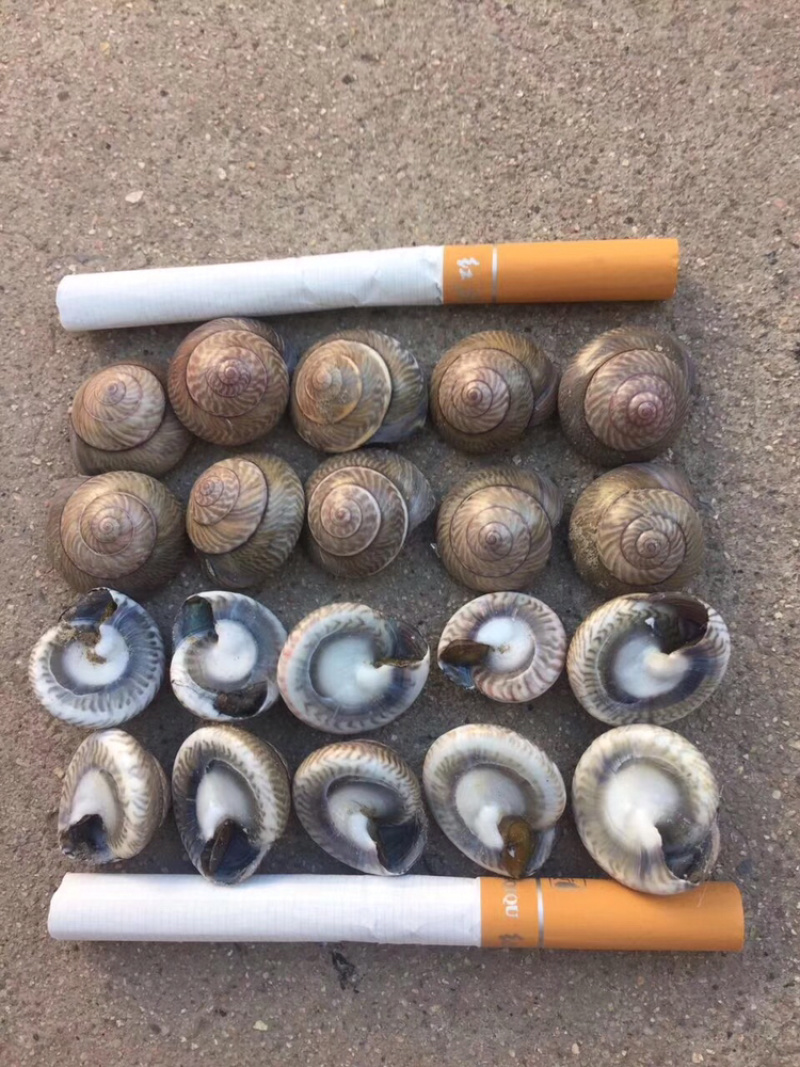 水产海钱鸭嘴