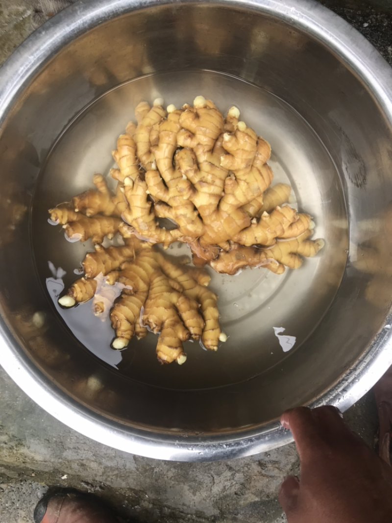 小黄姜