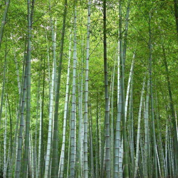 广州万亩毛竹