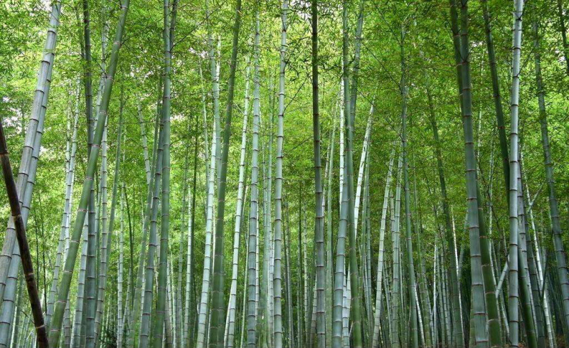 广州万亩毛竹