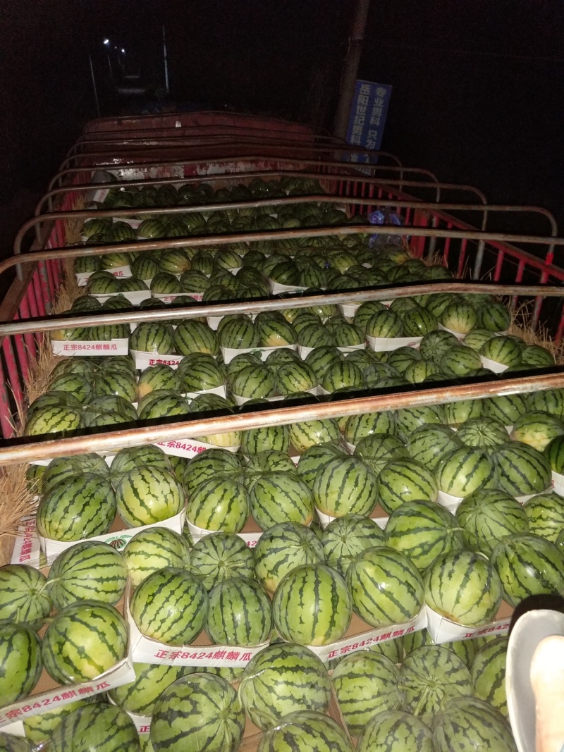 【优质商家】岳阳精品麒麟瓜，头茬，支持各种包装，保质保量，