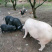 第一代从江香猪，猪仔是野生山猪公配种，肉质十分细嫩。