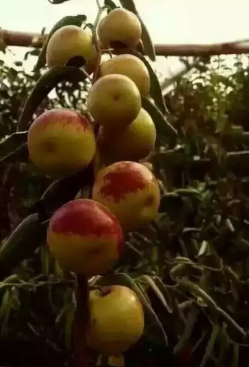 冬枣