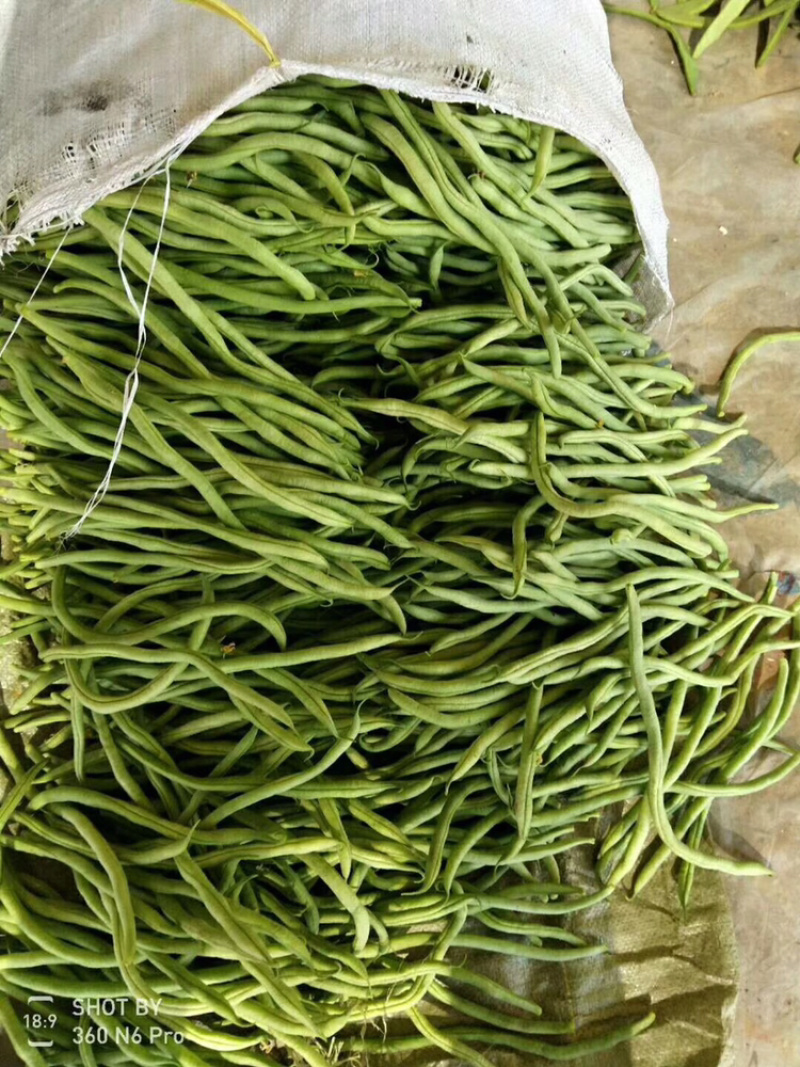 架豆王