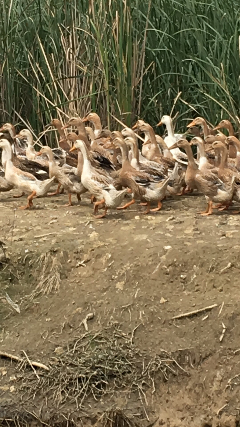 鸭
