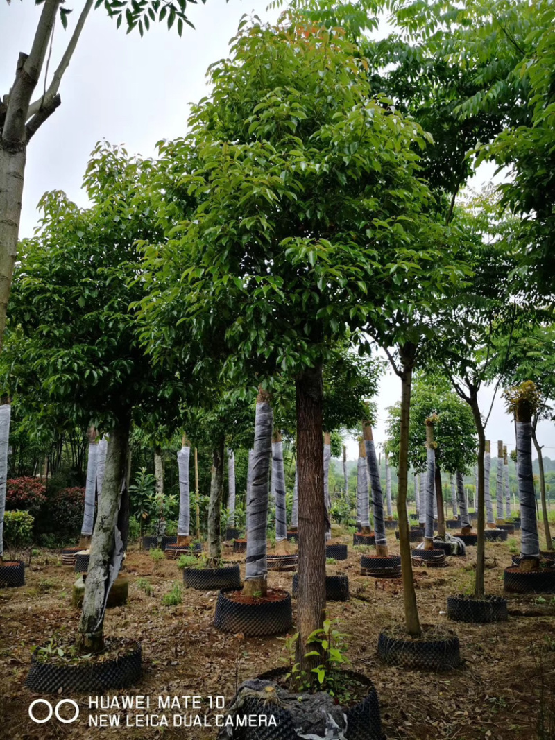 香樟容器苗15-18-20公分