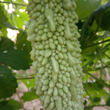 苦瓜【白苦瓜】批量出货量大从优欢迎考察订购！