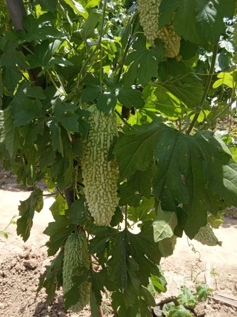 苦瓜【白苦瓜】批量出货量大从优欢迎考察订购！
